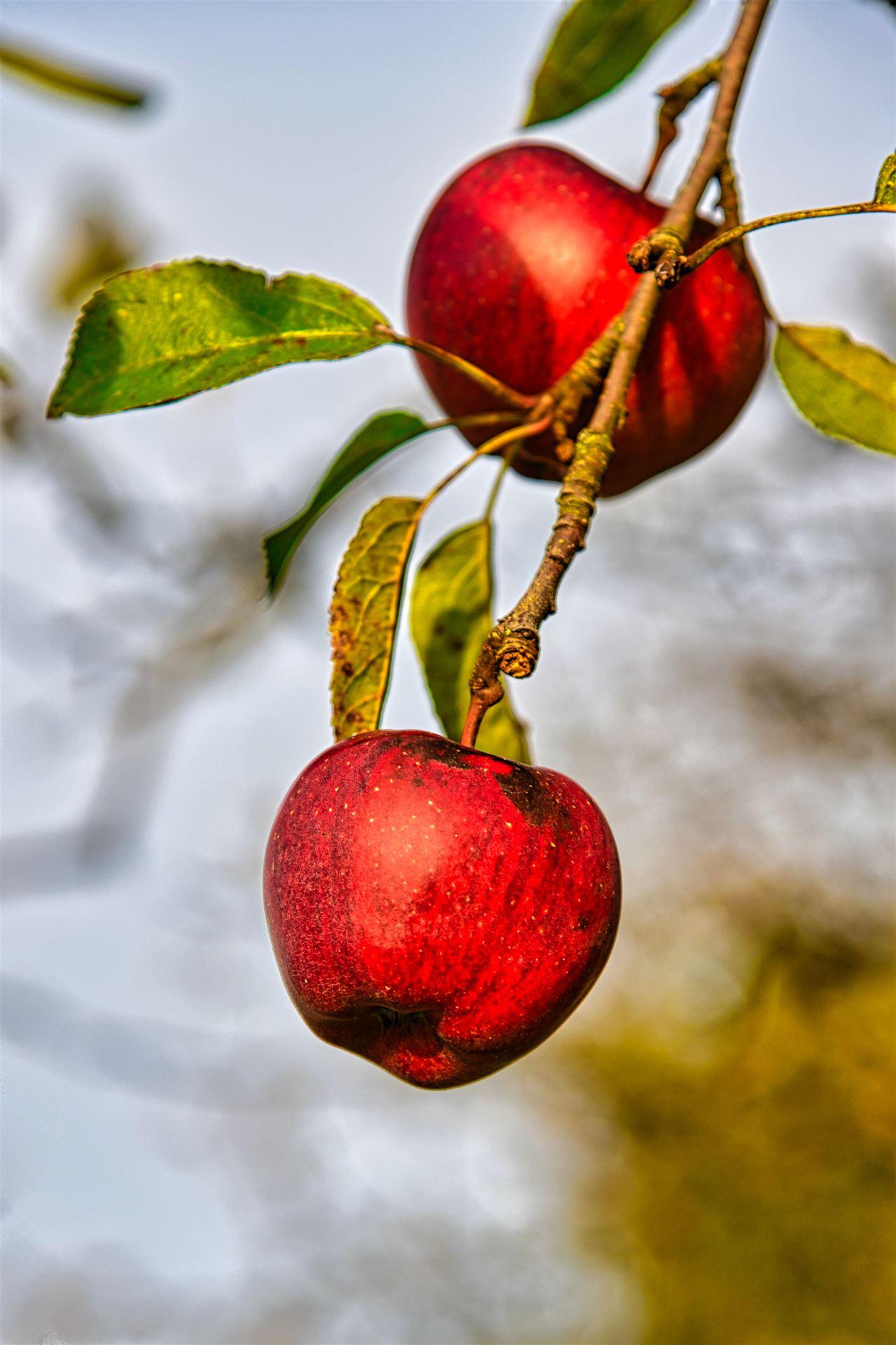 Herbstfrüchte 1
