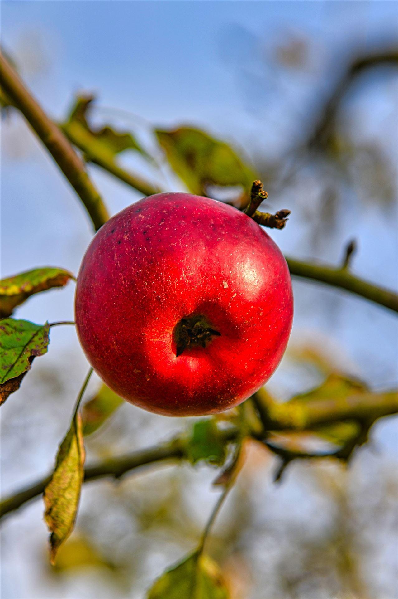 Herbstfrüchte 2